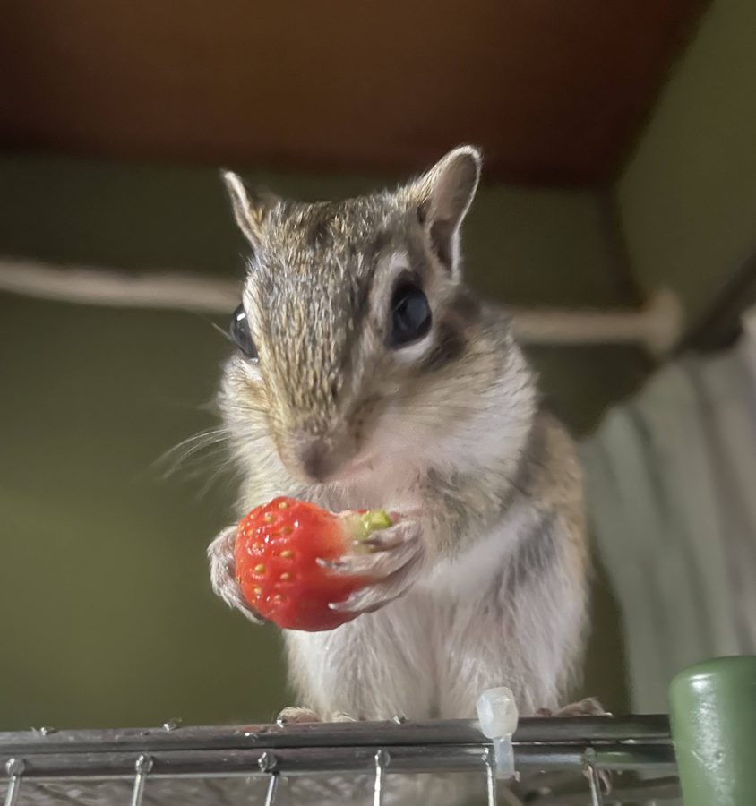 いちごを持つシマリス